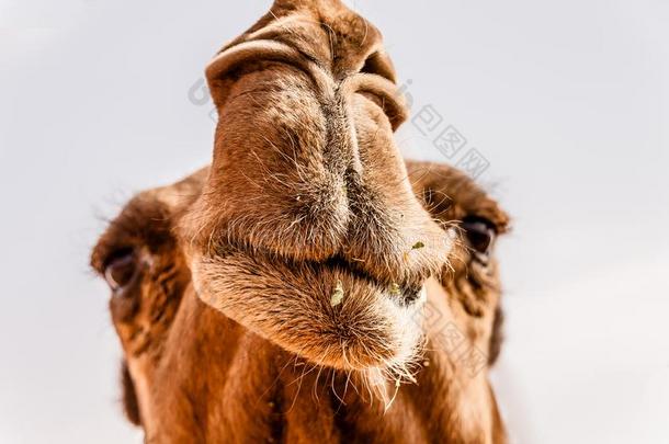一漂亮的棕色的单峰骆驼骆驼采用指已提到的人骆驼交易在近处利雅得,SaudiArabia沙特阿拉伯