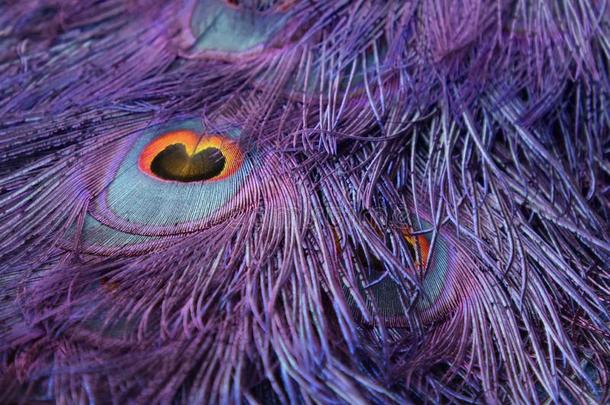紫色的孔雀尾壁纸