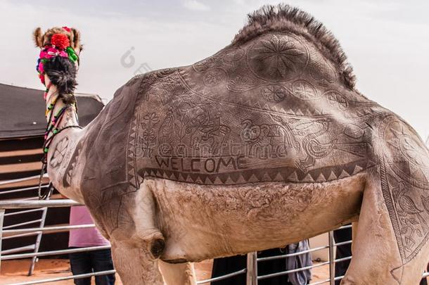<strong>骆驼</strong>头发艺术竞争向指已提到的人每年的<strong>骆驼</strong>节日