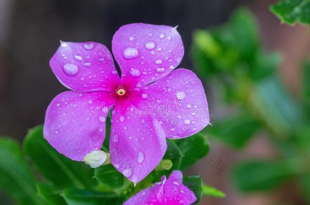 关在上面精心选择的集中美丽的长春蔓花或长春花flores花