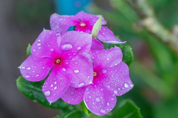 关在上面精心选择的集中美丽的长春蔓花或长春花flores花