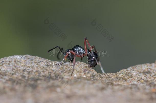 行为关于蚂蚁.单一的黑的蚂蚁采用自然背景.