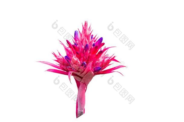 富有色彩的关于粉红色的凤梨科植物花隔离的向白色的背景.