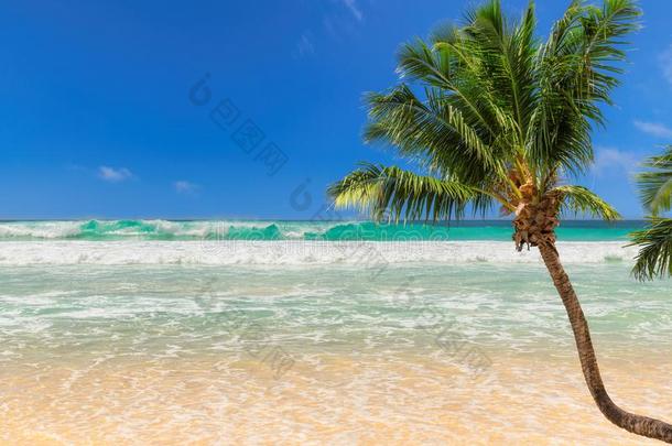 椰子树手掌越过指已提到的人和煦的：照到阳光的海滩和美丽的海.