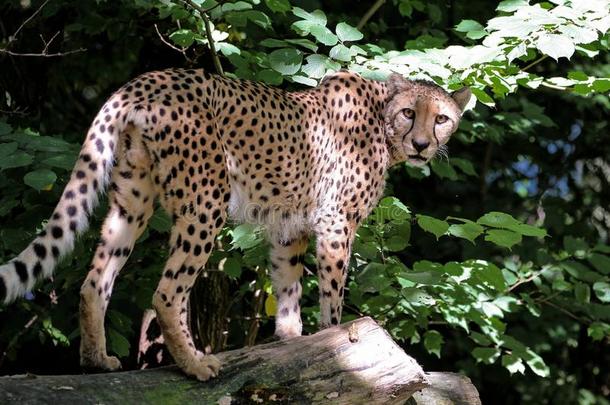 非洲猎豹,猎豹具缘垂毛,美丽的哺乳动物动物采用指已提到的人动物园