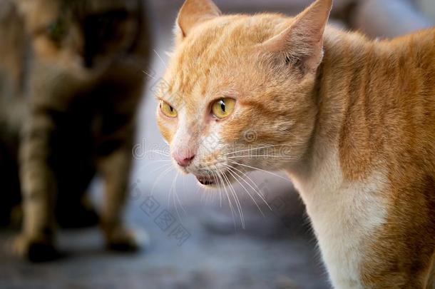 黄色的猫胁迫的指已提到的人侵入猫