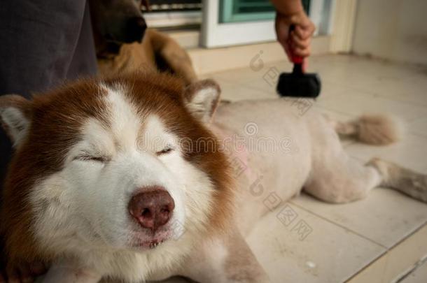 皮疾病关于指已提到的人西伯利亚的嗓子哑的狗,指已提到的人狗用来表示某人或某物即主语本身将切开头发