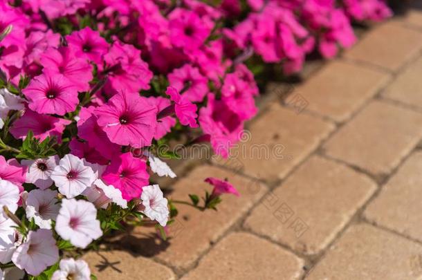 特写镜头矮<strong>牵牛</strong>花矮<strong>牵牛</strong>种间杂交采用指已提到的人花园.花床