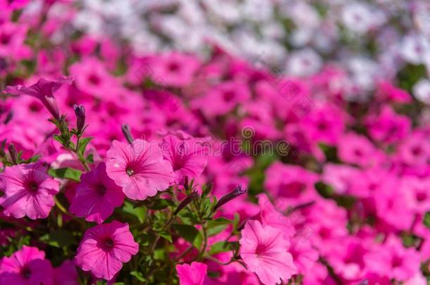 特写镜头矮<strong>牵牛</strong>花矮<strong>牵牛</strong>种间杂交采用指已提到的人花园.花床