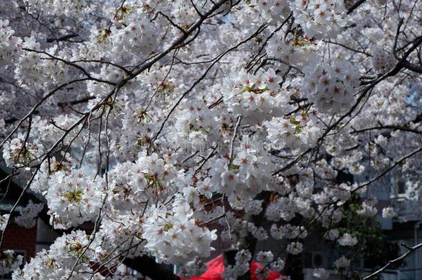 樱桃花树采用J采用hae-Guam关岛,釜山,南方朝鲜
