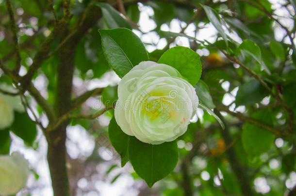 白色的花关于山茶日本产植物,大家知道的同样地日本人山茶,英语字母表的第15个字母