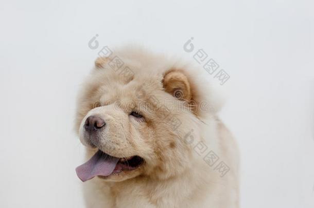 肖像关于原产地中国的狗原产地中国的狗小狗和懒洋洋地躺着舌头.向一白色的b一c