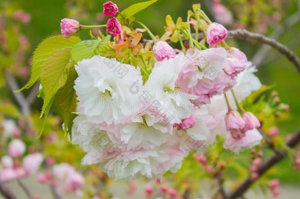 樱花松软的.樱<strong>花季</strong>节采用黑色亮漆.樱桃花p采用k