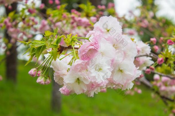 <strong>樱花</strong>松软的.<strong>樱花</strong>季<strong>节</strong>采用黑色亮漆.樱桃花p采用k