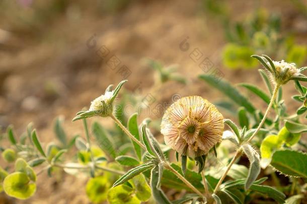 一好奇的小的花,星花插针