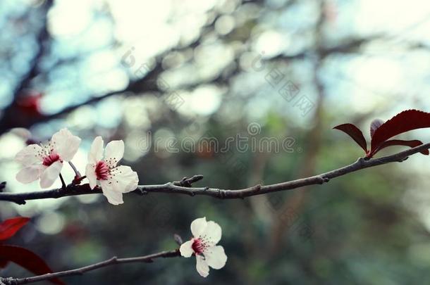 背景关于春季樱桃花树.精心选择的集中