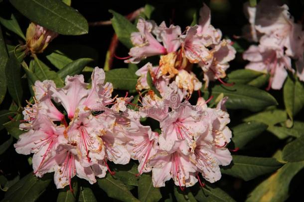 自然的.开花白色的粉红色的杜鹃花采用春季