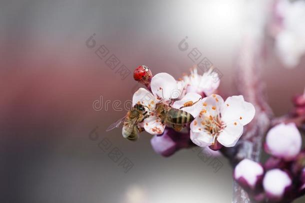 蜜蜂向一白色的花向一树.蜜蜂采摘花粉从樱桃英语字母表的第20个字母