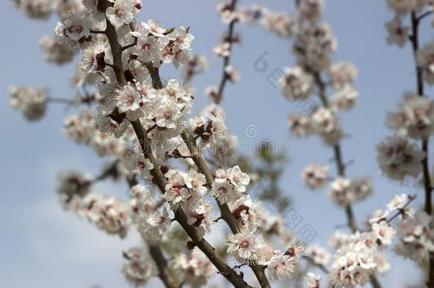 树枝关于杏和花和芽反对指已提到的人蓝色天.