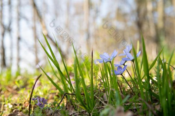 春季紫色的花地钱属的植物诺比利斯采用森林.指已提到的人花blower<strong>鼓风机</strong>
