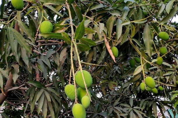 <strong>密集</strong>的芒果树和成果和芽.