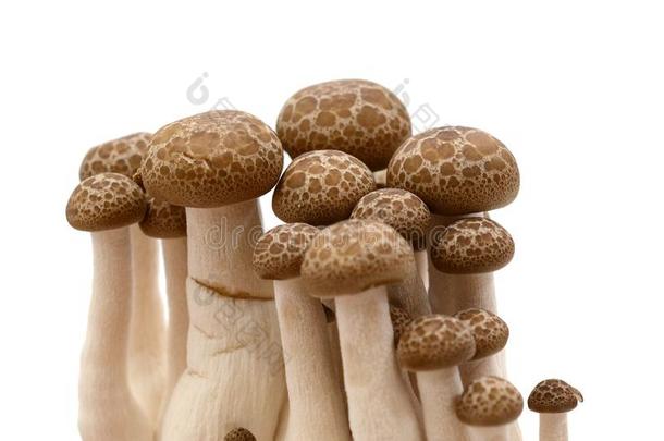 干的干燥的香菇蘑菇.