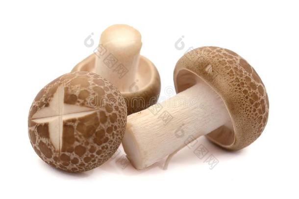 干的干燥的香菇蘑菇.