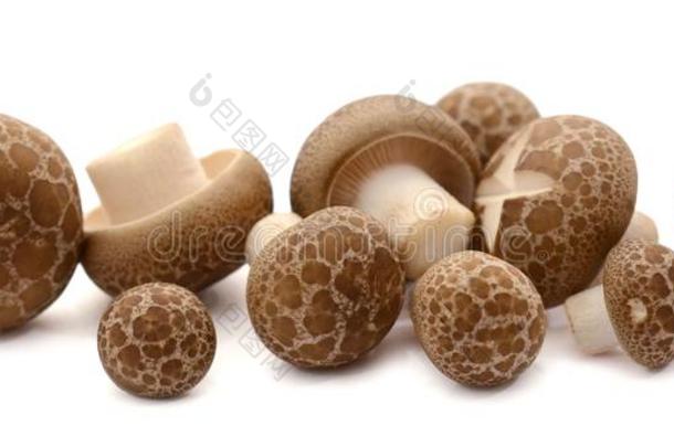 香菇蘑菇向指已提到的人白色的背景.草本植物,烹饪术.