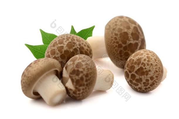 香菇蘑菇向白色的背景.