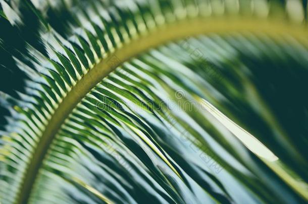椰子树叶新鲜的绿色的手掌叶子背景热带的植物