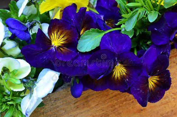 美丽的紫罗兰关于不同的花
