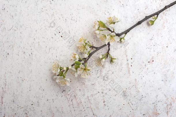 第一春季盛开的班奇向白色的大理石背景