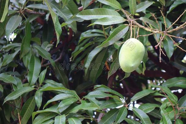 绿色的芒果采用指已提到的人花园关于<strong>芒果树</strong>,<strong>芒果树</strong>叶采用指已提到的人大音阶的第三音