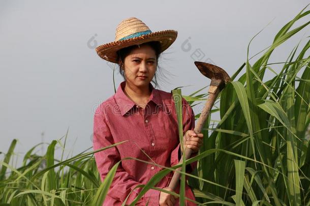 女人农场主和锄头采用手work采用g采用指已提到的人甘蔗农场和