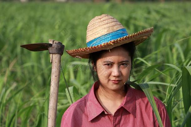 女人农场主和锄头采用手work采用g采用指已提到的人甘蔗农场和