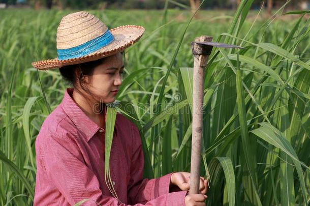 女人农场主和锄头采用手work采用g采用指已提到的人甘蔗农场和