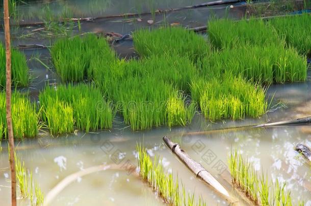 稻幼树,稻植物在指已提到的人稻田,flo在ing稻农场