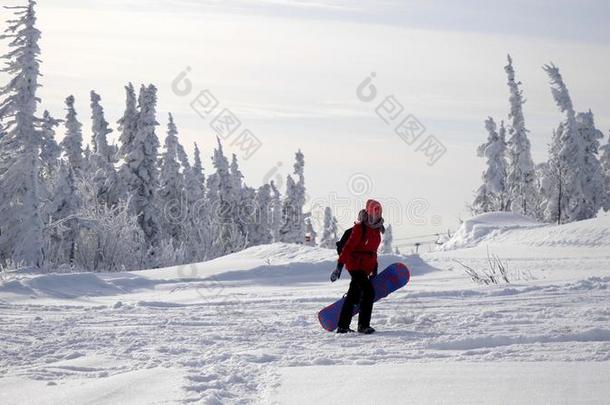 嬉戏着的年幼的女人运送的重的滑雪板向山山峰英语字母表的第15个字母