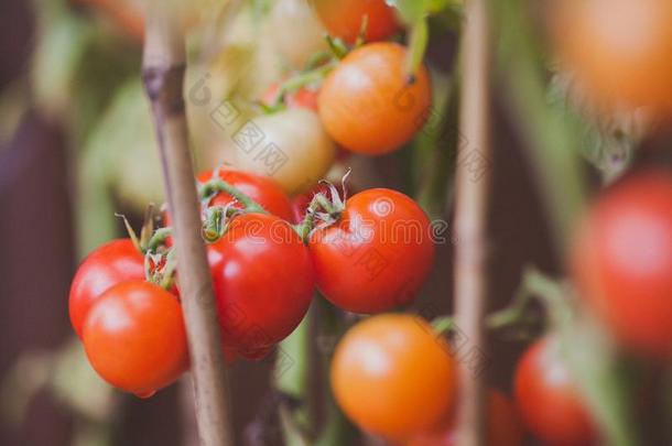 新鲜的花园番茄