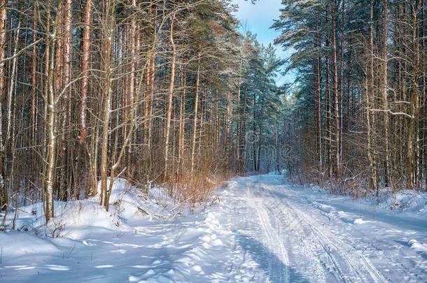 <strong>冬松</strong>树森林采用指已提到的人雪向一和煦的：照到阳光的d一y