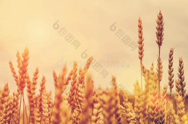 小麦田.满的关于成熟的双齿鱼叉,金色的耳关于小麦或吉卜赛绅士Chile智利