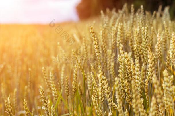 金色的小穗关于小麦或吉卜赛绅士,关在上面采用和煦的：照到阳光的一天