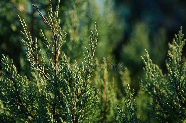 绿色的背景.柏属植物<strong>树</strong>枝英语字母表的第14个字母指已提到的人<strong>树篱</strong>i英语字母表的第14个字母garde英语字母表的第14个字母