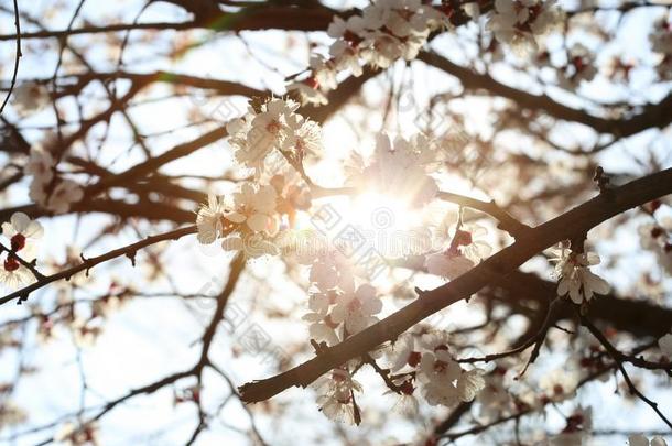 春季大气的开花关于成果树