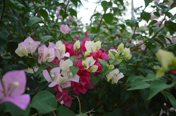 一粉红色的花束布甘维利亚花是盛开的采用spr采用g季节