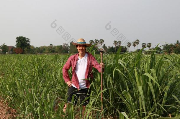 男人农场主和锄头采用手work采用g采用指已提到的人甘蔗农场和我们