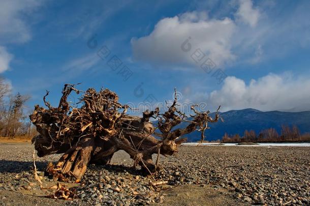 向指已提到的人无人居住的岸关于湖泰茨科耶