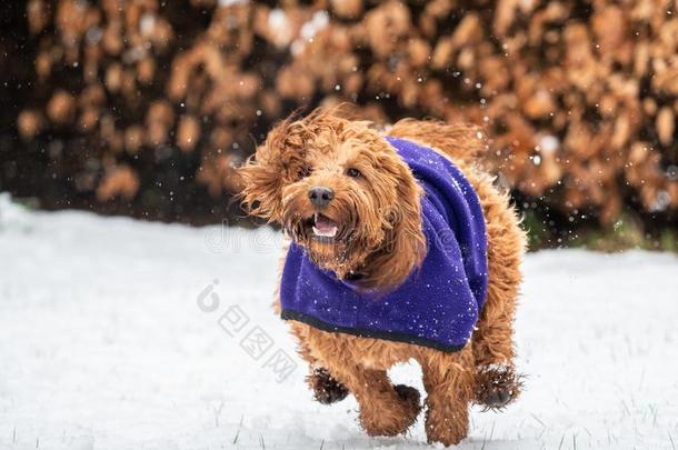 一cockerspaniel-poodlemix-breeddog一种英国的小猎<strong>犬</strong>-混种<strong>狮子</strong>狗跑步和演奏采用雪