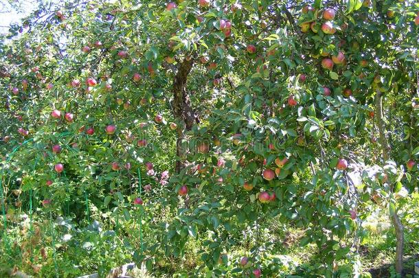 绿色的和<strong>红色</strong>的有机的苹果<strong>分类</strong>在左舷.苹果树采用夏一天