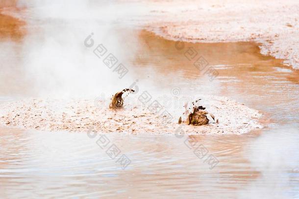炎热的泥水池采用walk-roundinspection巡查-英语字母表的第15个字母-禁忌、避讳地热的仙境,罗托鲁阿,英语字母